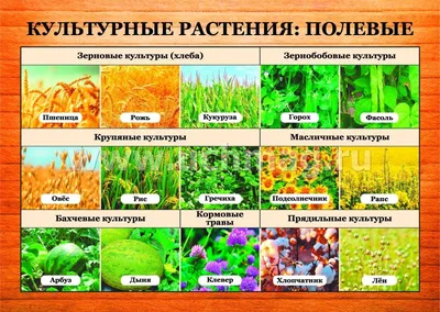 Культурные растения: полевые: 16 демонстрационных дидактических красочных  карт с оборотом – купить по цене: 190 руб. в интернет-магазине УчМаг