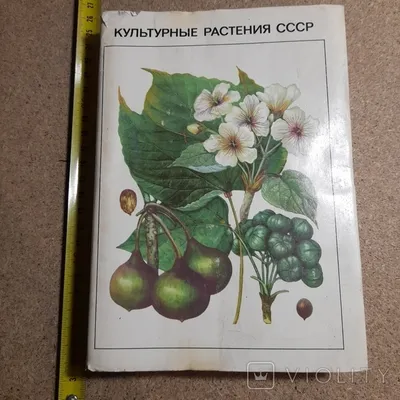 Культурные растения: плодовые: 16 демонстрационных дидактических красочных  карт с оборотом - купить в УчМаг, цена на Мегамаркет