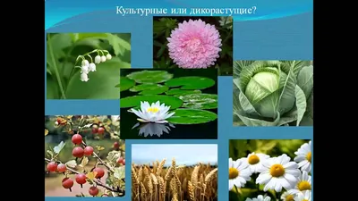 Культурные растения - интересные находки | Юлия Анцифрова | Дзен