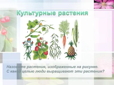 дикорастущие и культурные растения 2 класс презентация - YouTube