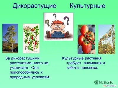 АБВГДейка: Дикорастущие и культурные растения. Повторяем и закрепляем