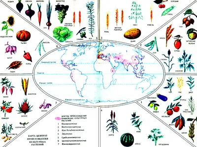 Чем культурное растение отличается от дикорастущего (В. Церлинг) [1985 - -  Книга для чтения по ботанике: Для учащихся 5-6 кл]