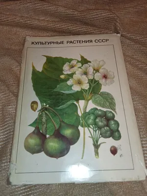 Окружающий мир 2 класс (Урок№9 - Дикорастущие и культурные растения. Дикие  и домашние животные.) - YouTube