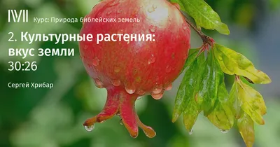 Культурные растения: полевые: 16 демонстрационных дидактических красочных  карт с оборотом – купить по цене: 190 руб. в интернет-магазине УчМаг