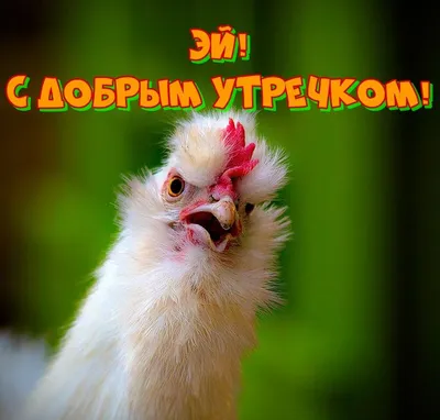 Рецепт: Курица «Уголёк» + ПРИКОЛЫ НА КУХНЕ! (ВИДЕО) | PRO100SMAK | Дзен