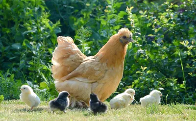 Садовая фигура Курица с цыплятами - купить в Москве, цены на Мегамаркет