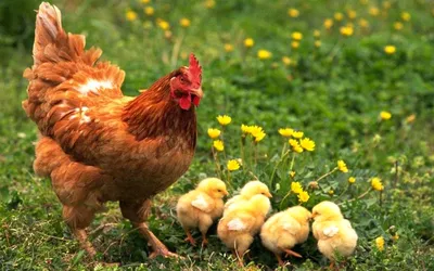 Hen and little chicks . Курица и маленькие цыплята . polluelo - YouTube