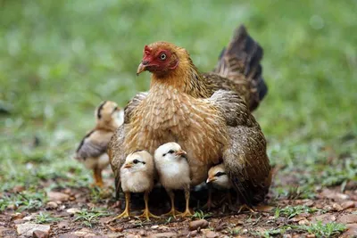 Фигурка садовая: \"Курица с цыплятами большая\" 40см, На газон - купить по  низкой цене с доставкой в интернет-магазине OZON (898123841)
