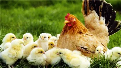 Курица наседка (55 фото) | Курица, Белая курица, Цыплята