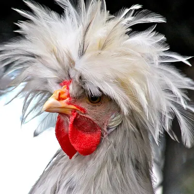 Смешная курица на ферме стоковое фото. изображение насчитывающей поголовье  - 156019706