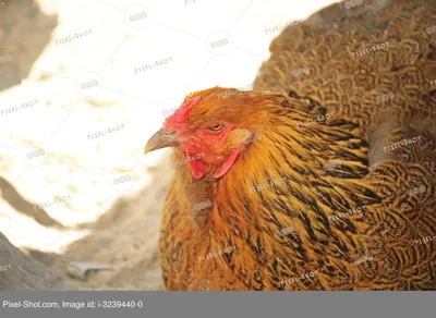 Крупный План Смешной Курицы Пропавшими Перьями Смотрящей Камеру стоковое  фото ©adogslifephoto 179131050