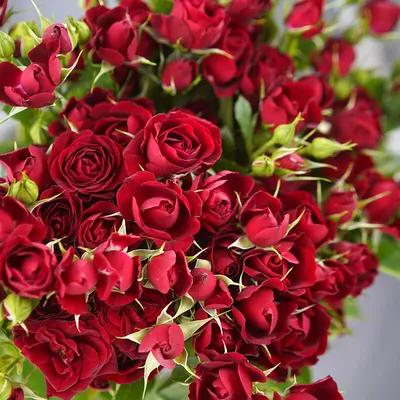 Купить кустовую розу для интерьера 70 см. (Кремовая) в магазине  \"My-Florist.ru\"