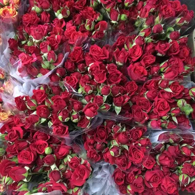 Букет из кустовых роз (49 шт) за 13750р. Позиция № 3363