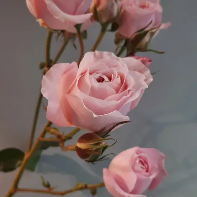 Букет 5 розовых кустовых роз (Premium) купить с доставкой в СПб