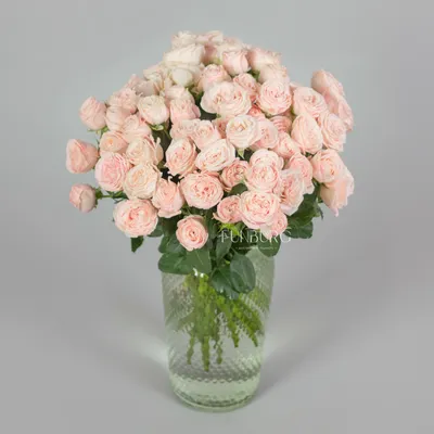 29 веток кустовой пионовидной розы купить в Краснодаре с доставкой