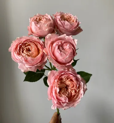Роза кустовая 40 см (микс) Кения – Цветочная Лав-Лавка