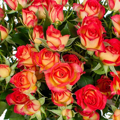 Букет кустовых роз «Единственная и неповторимая»