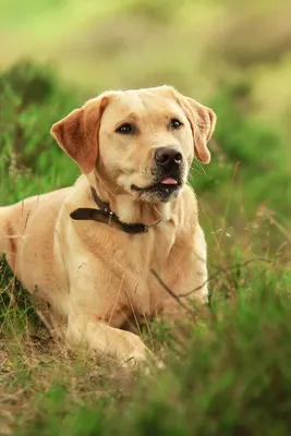 Лабрадор-ретривер - собака, которая умеет всё | Пушистый мир: канал о  разных породах кошек и собак | Дзен