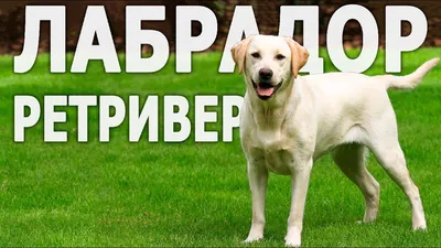 Лабрадор Собака Собаки - Бесплатное фото на Pixabay - Pixabay
