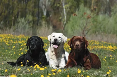 Лабрадор-ретривер: характер, внешность, 🐕 вес, уход, содержание, фото