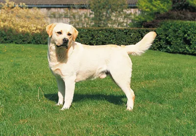 Лабрадор-ретривер собака: фото, характер, описание породы