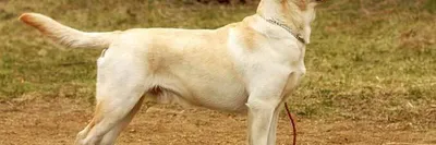 Фотография щенки Лабрадор-ретривер собака белые черных Животные