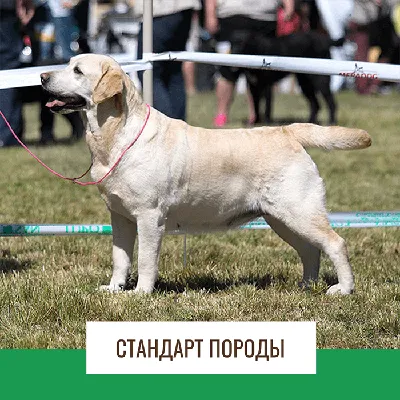 История породы · Labradorer