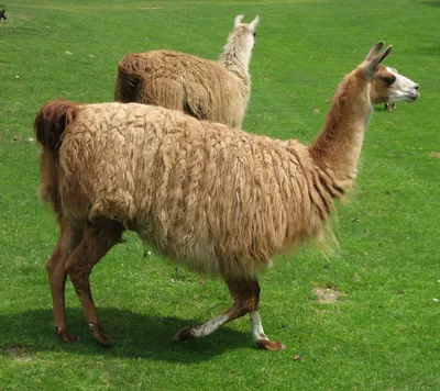 Перуанская лама. Ферма ламы, альпаки, викуньи в Перу, Южной Америке.  Андийское животное. Стоковое Изображение - изображение насчитывающей ватка,  волосы: 34765027