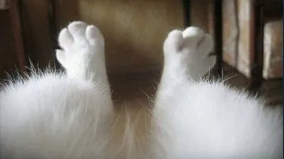 🐾 Кошачьи лапки, как отдельный вид искусства 🐾 | Я — Кот! | Дзен