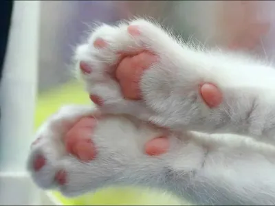 Перчатки лапки котика Митенки