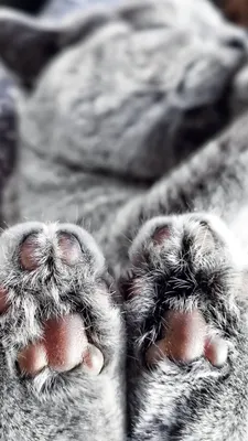 Перчатки без пальцев аниме митенки лапки кошки для косплея - купить по  доступным ценам в интернет-магазине OZON (840269297)