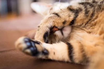 Перчатки лапки кошки теплые осенние без пальцев Зажигай! 85607016 купить за  295 ₽ в интернет-магазине Wildberries