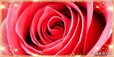 Лаура! С днём рождения! Красивая открытка для Лауры! Блестящая картинка с  букетом красных роз. Красные розы. Букет.
