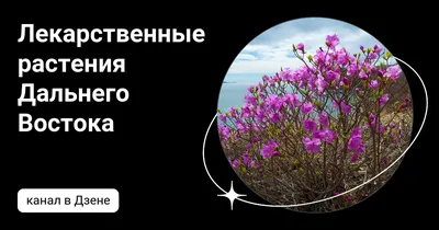 🐅 Лекарственные растения Дальнего Востока 👉 Пион молочноцветковый/Пион  белоцветковый (Paeonia lactiflora/Paeonia albiflora). Китайское… | Instagram