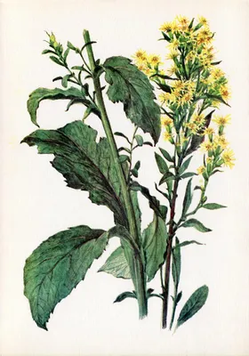 Calaméo - Лекарственные растения
