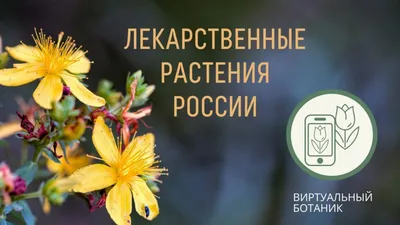 К.В.Доброхотов-Лекарственные растения Казахстана - флипбук страница 1-50 |  PubHTML5
