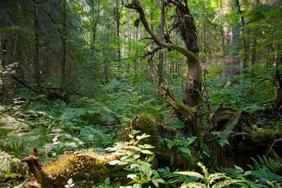 Западные ученые нашли в России на 40% больше леса, чем заявлено официально
