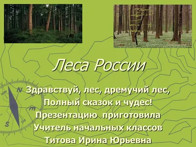 Красивые леса России - фото и картинки: 32 штук