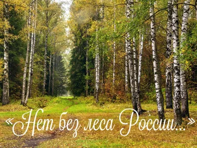 Субтропический лес России — Фото №56773