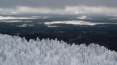 Нет без леса России...»: к Международному дню лесов