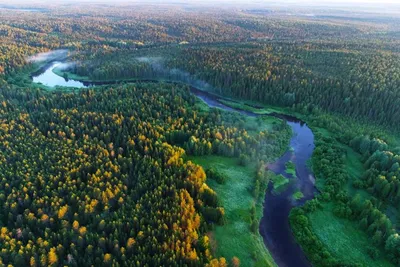 В России планируют восстановить 1,4 миллиона гектаров леса - РИА Новости,  21.03.2023