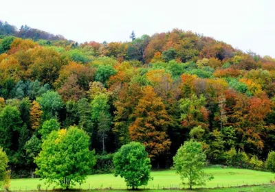 леса в россии в начале осени. красные и оранжевые клены на фоне зеленых  деревьев Стоковое Изображение - изображение насчитывающей спокойно,  ландшафт: 223798713