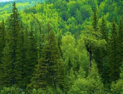 Леса России (22 фото) - 22 фото