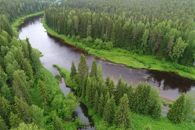 Федеральная программа снижает темпы вырубки лесов в России, выяснили  экономисты
