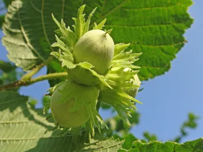 Лещина обыкновенная / Corylus avellana