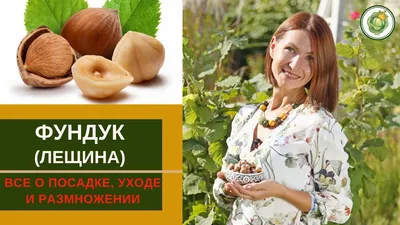 Лещина (орешник) - купить саженцы в Перми в питомнике «Марьина роща»