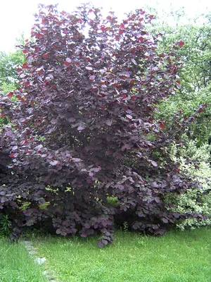 Лещина обыкновенная краснолистная Атропурпуреа (Corylus avellana  'Atropurpurea') - «Не только украшение сада, но и много вкусных орешков» |  отзывы