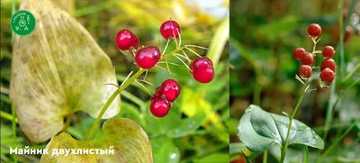 Лесные ягоды картинки для детей фотографии