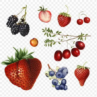 Соответствуя игра с ягодами для детей дошкольного возраста Иллюстрация  вектора - иллюстрации насчитывающей ребяческо, десерт: 78184361