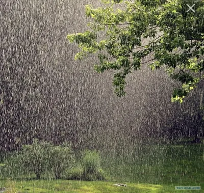 Летний дождь :: Елена Макарова – Социальная сеть ФотоКто
